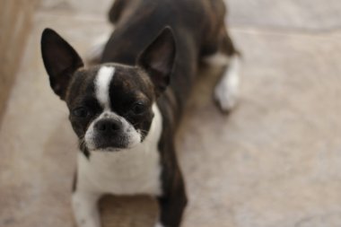 Boston terrier köpek yavrusu