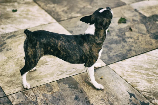 Boston terrier cachorro cão — Fotografia de Stock