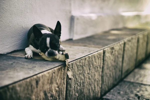 Boston Terrier Welpenhund — Stockfoto