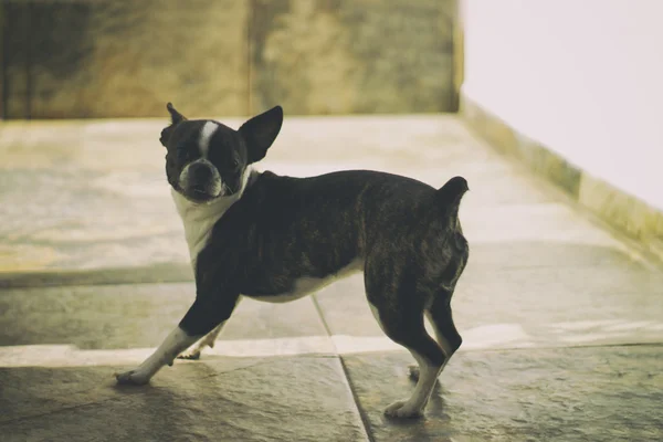 Anjing anjing Boston terrier — Stok Foto