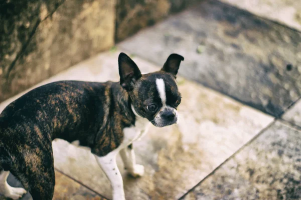 Boston terrier cachorro cão — Fotografia de Stock