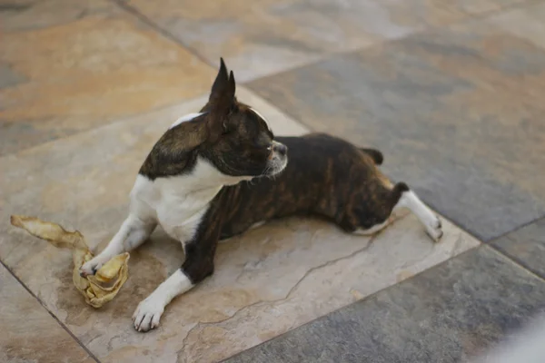 Boston Terrier puppy dog — Stock Photo, Image