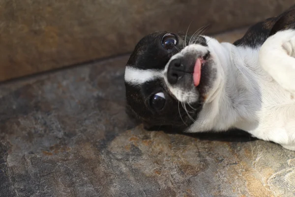 Boston Terrier Welpenhund — Stockfoto