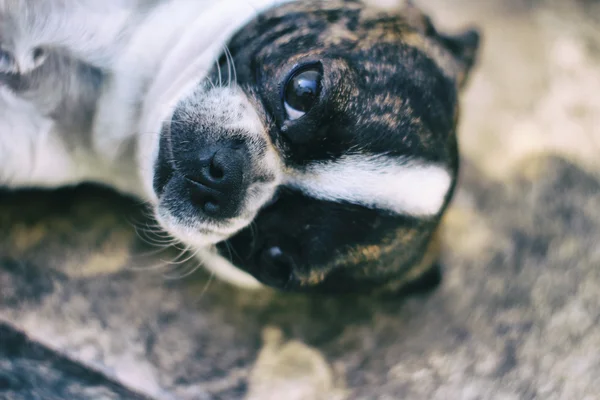 Boston Terriër puppy hondje — Stockfoto