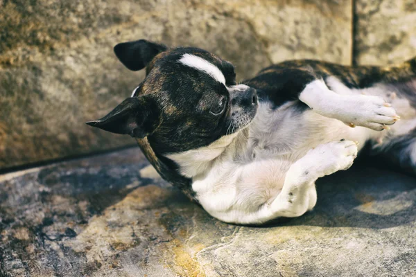 Chien de terrier Boston chiot — Photo