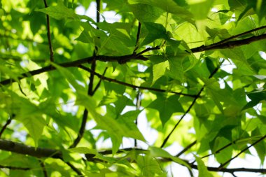 yeşil yaprakları ağaç dalları