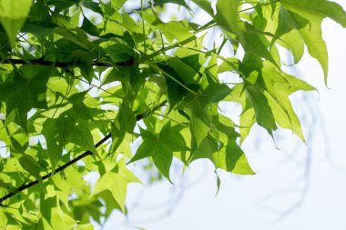 yeşil yaprakları ağaç dalları