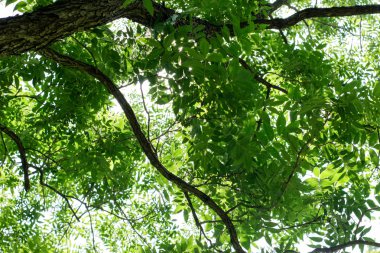 yeşil yaprakları ağaç dalları