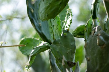 Yeşil kaktüs bitki