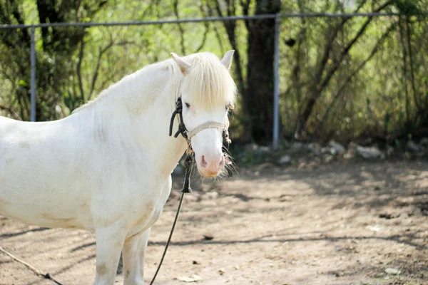 白い馬の頭 — ストック写真