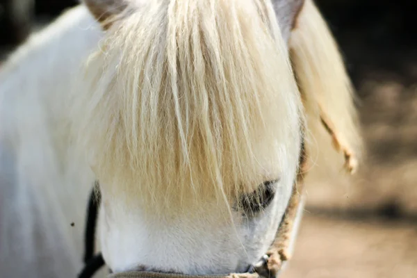 Tête de cheval blanche — Photo