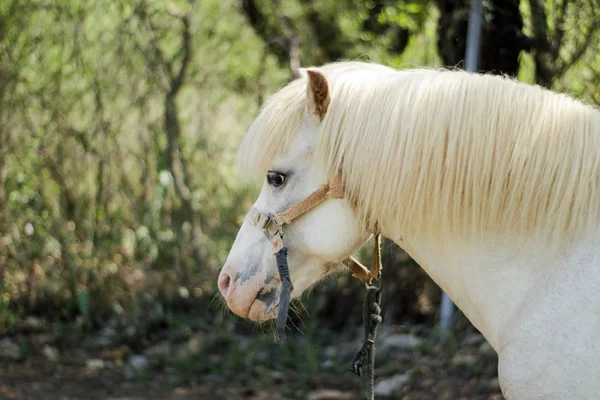 Fehér ló feje — Stock Fotó