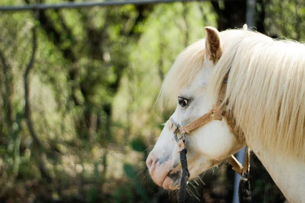 Witte paard hoofd — Stockfoto