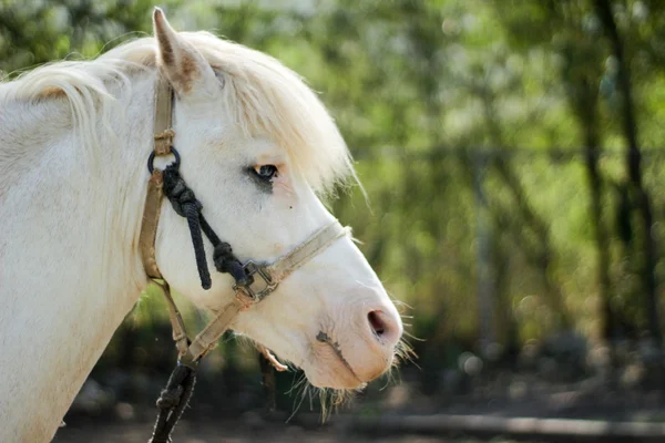 Tête de cheval blanche — Photo