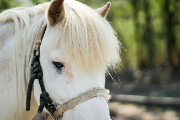 Tête de cheval blanche — Photo