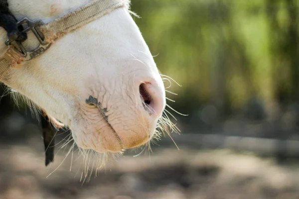 Pofája fehér ló — Stock Fotó