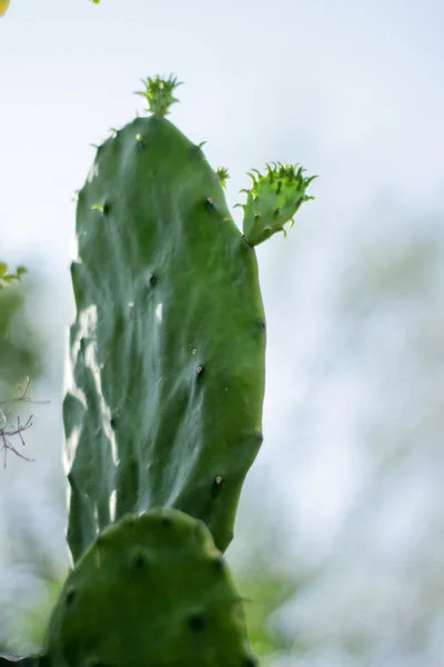 Zielony kaktus roślina — Zdjęcie stockowe