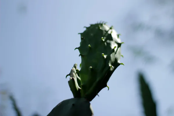 Grüne Kaktuspflanze — Stockfoto