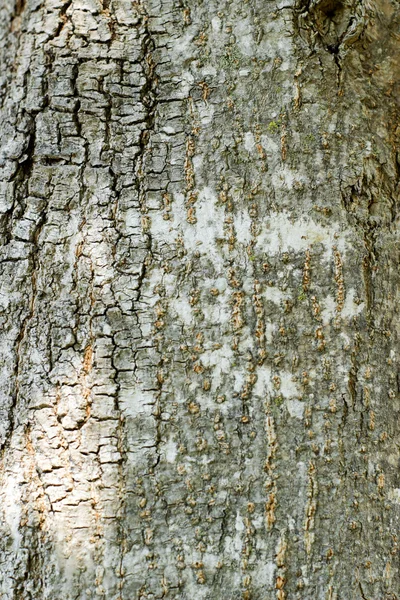 Struktura kůry stromu — Stock fotografie