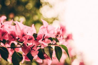 Çiçek Bouganvilleas çiçek  