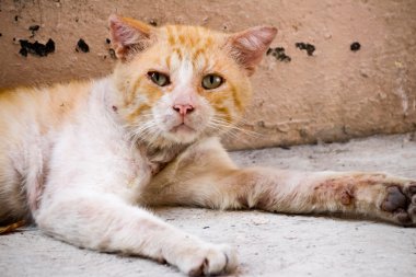 Yaralı sokak kedi