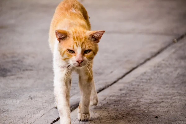 Wounded street cat — Stock Photo, Image
