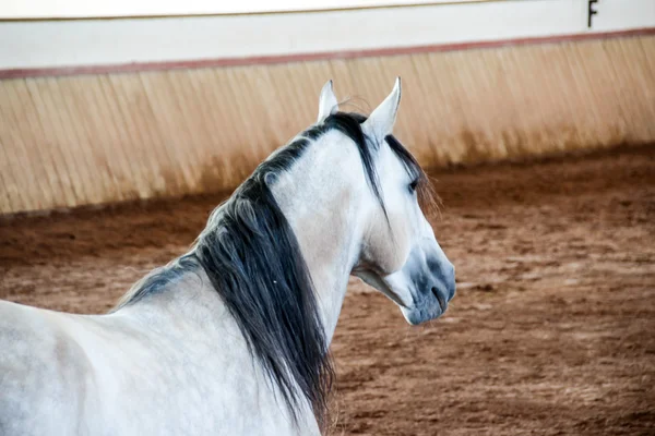 Cheval blanc sur une arène boueuse — Photo