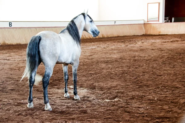 Biały koń na błotnistej arena — Zdjęcie stockowe