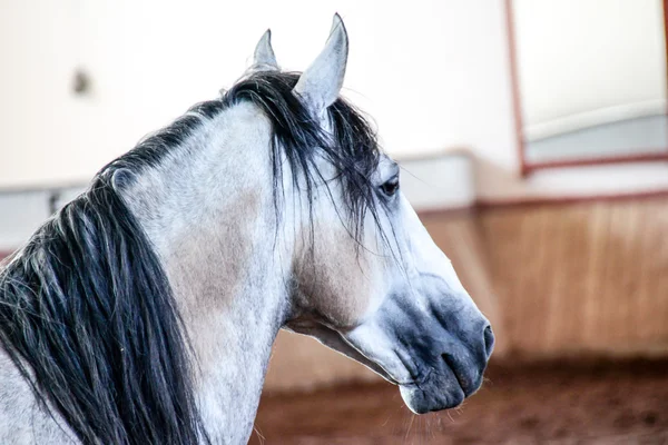 Caballo blanco en una arena fangosa — Foto de Stock