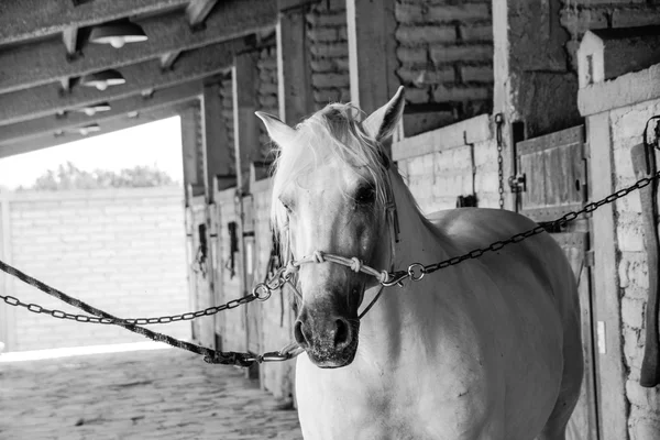 Wit paard in een stal — Stockfoto