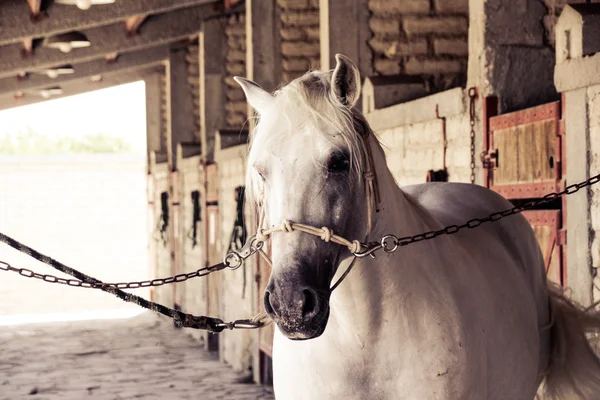 Cheval blanc dans une écurie — Photo