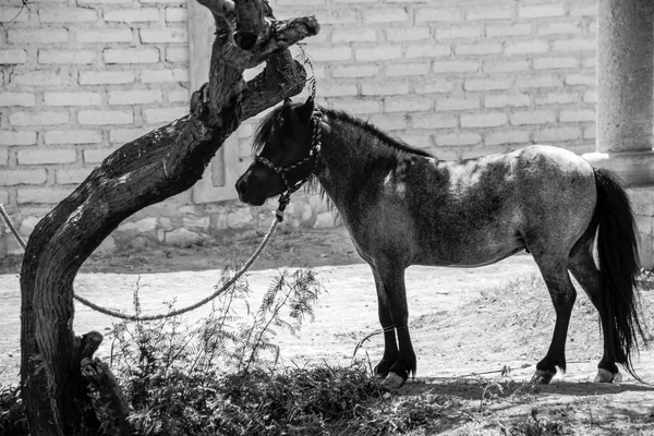 Black pony with ropes — Stock Photo, Image