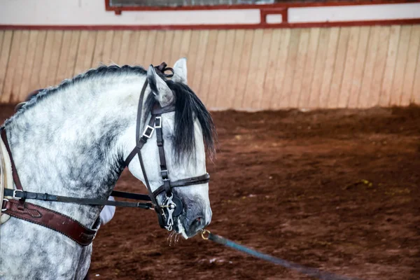 Foto van een wit paard op een modderige arena — Stockfoto