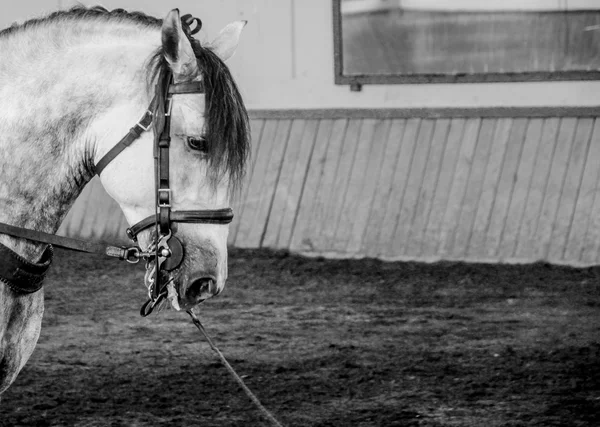 Fotografi av en vit häst på en lerig arena — Stockfoto