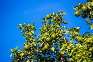 Meyveli limon ağacı