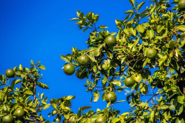 Meyveli limon ağacı