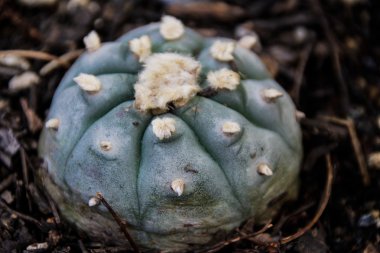 Peyote kaktüsü tesisi  