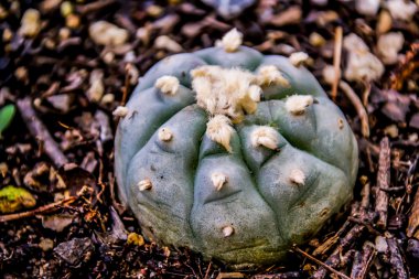 Peyote kaktüsü tesisi  