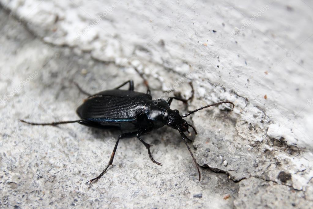 scarabeo gratis italiano scaricare