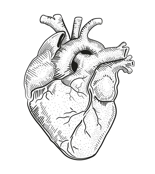 Corazón humano. ilustración . — Archivo Imágenes Vectoriales