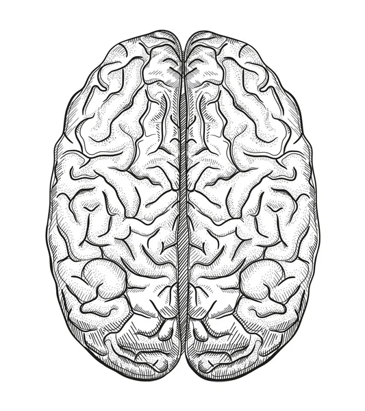 Ilustración médica del cerebro humano — Vector de stock