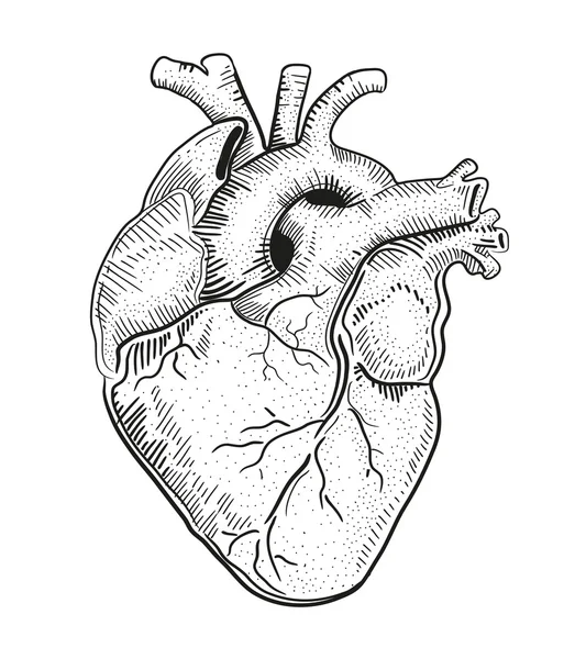 Corazon realista dibujo imágenes de stock de arte vectorial | Depositphotos Corazon realista dibujo imágenes de stock de arte vectorial | Depositphotos