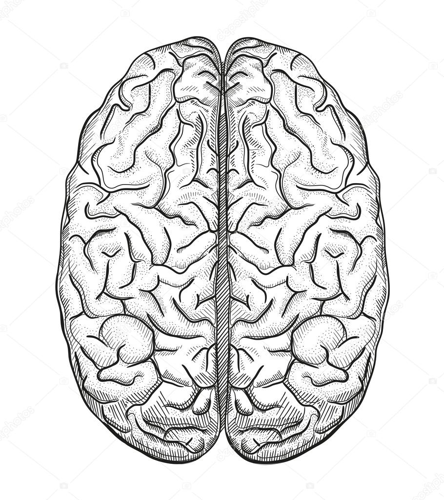 Human brain medical illustration