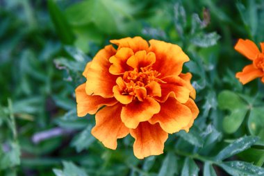 Çayırdaki yabani çiçekler