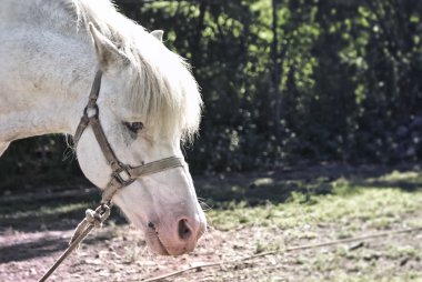 Doğal bir arka plan üzerinde beyaz at