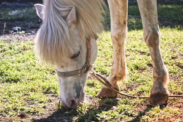 Cheval blanc sur fond naturel — Photo