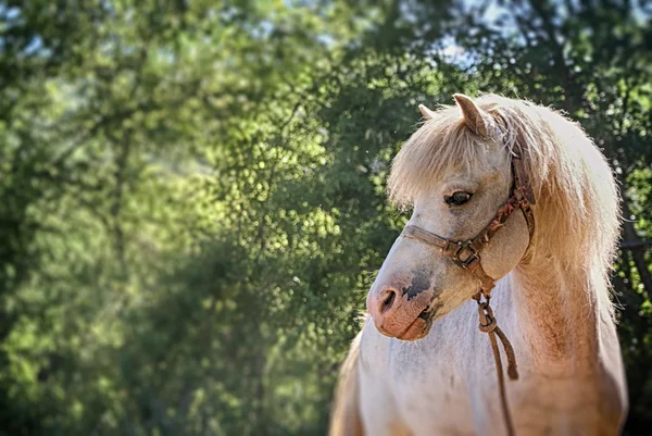 Cheval blanc sur fond naturel — Photo