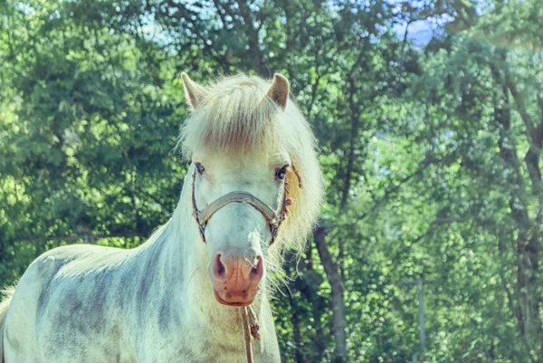 A természetes háttér fehér ló — Stock Fotó