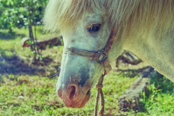 Cheval blanc sur fond naturel — Photo