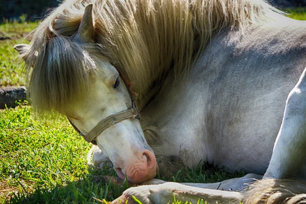 Cheval blanc sur fond naturel — Photo